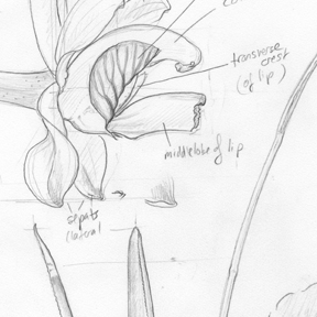 detail of pencil draft of Psychilis
